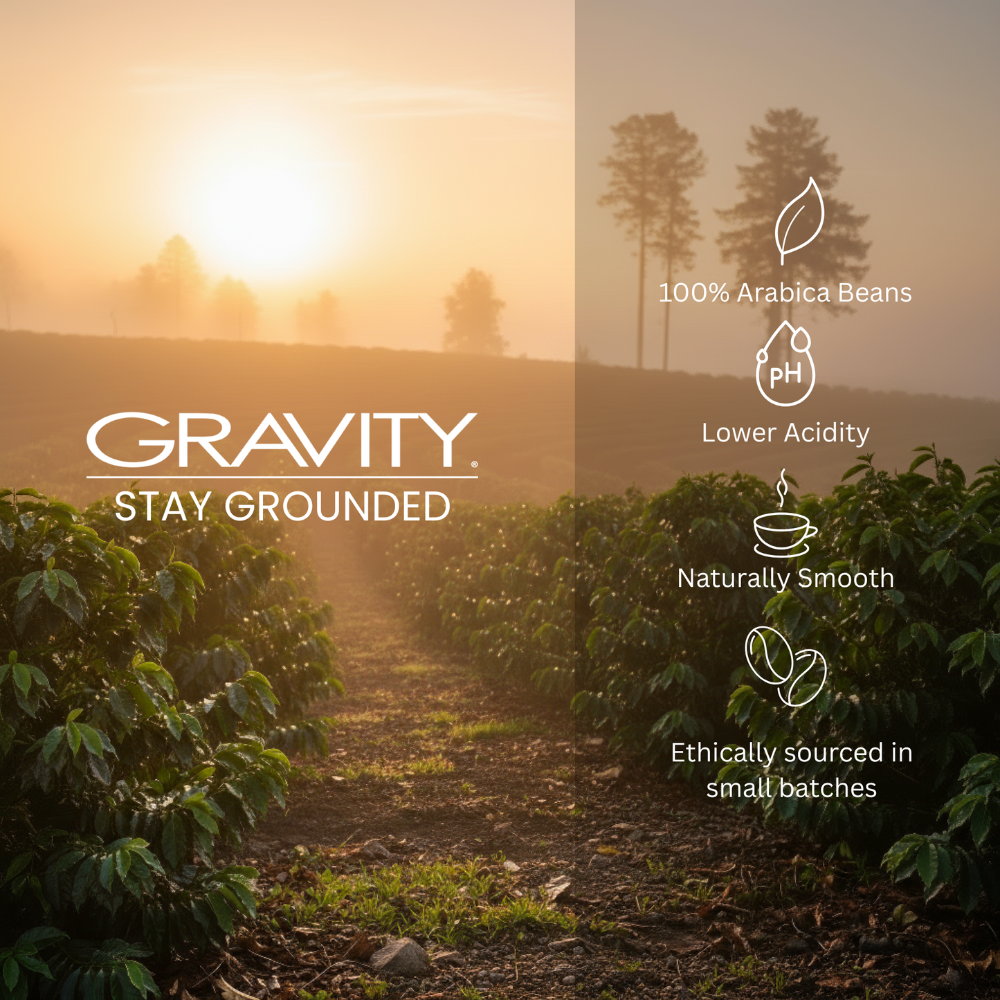 Gravity Coffee Signature Ground White Coffee - 2lb